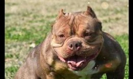 娱乐吃瓜酱小奶狗,揭秘娱乐圈的甜蜜与苦涩